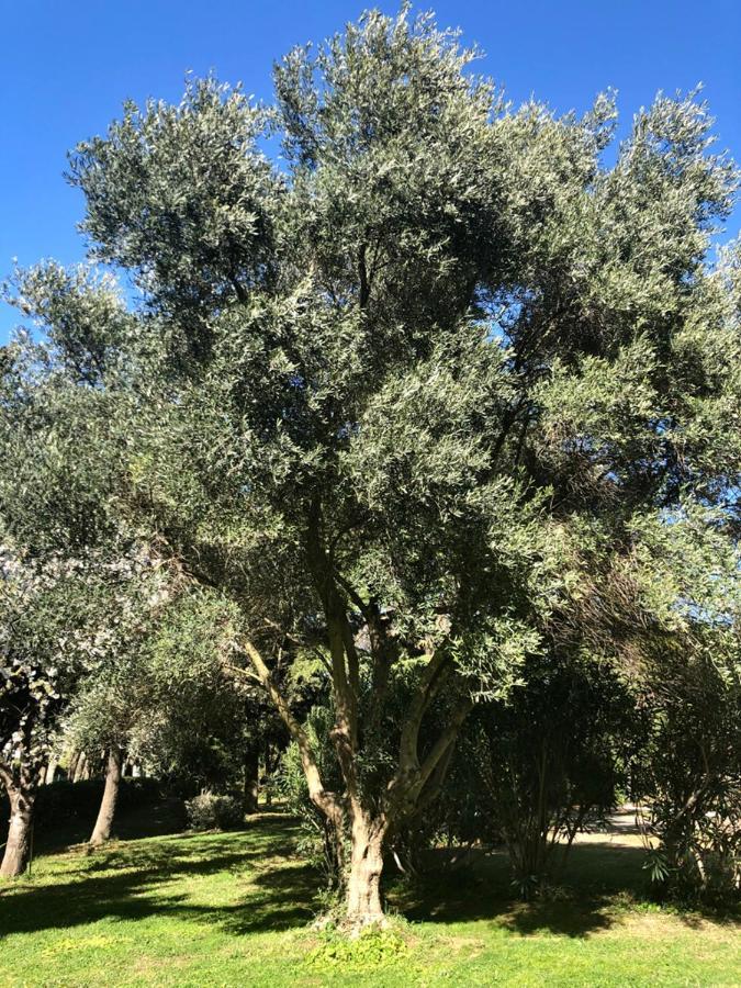 Le Nid Des Corbieres Bizanet Exterior foto